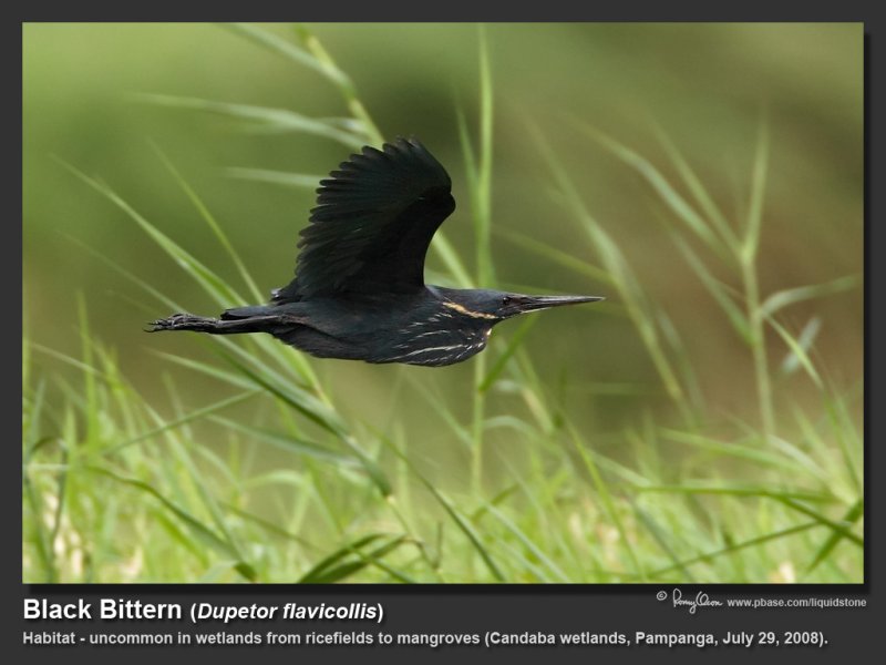 Black_Bittern-KZ2L0660.jpg