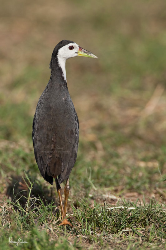 White-breasted_Waterhen-IMG_9341-1200x800.jpg