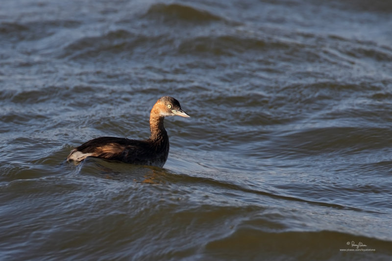 Little_Grebe-IMG_1505-1500x1000.jpg