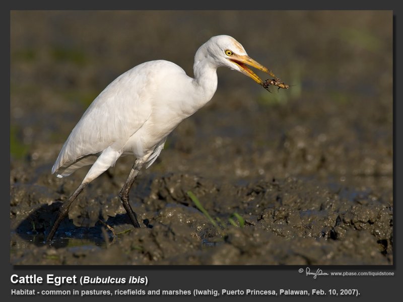 Cattle_Egret-IMG_7432.jpg
