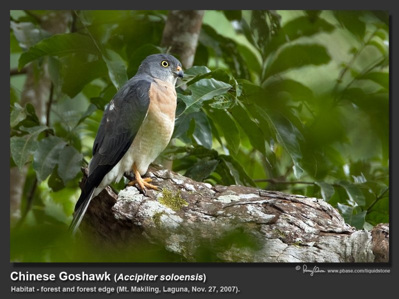 Chinese_Goshawk-IMG_5904.jpg