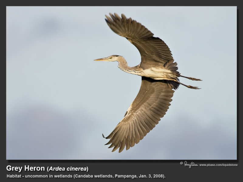 Grey_Heron-KZ2L2662.jpg