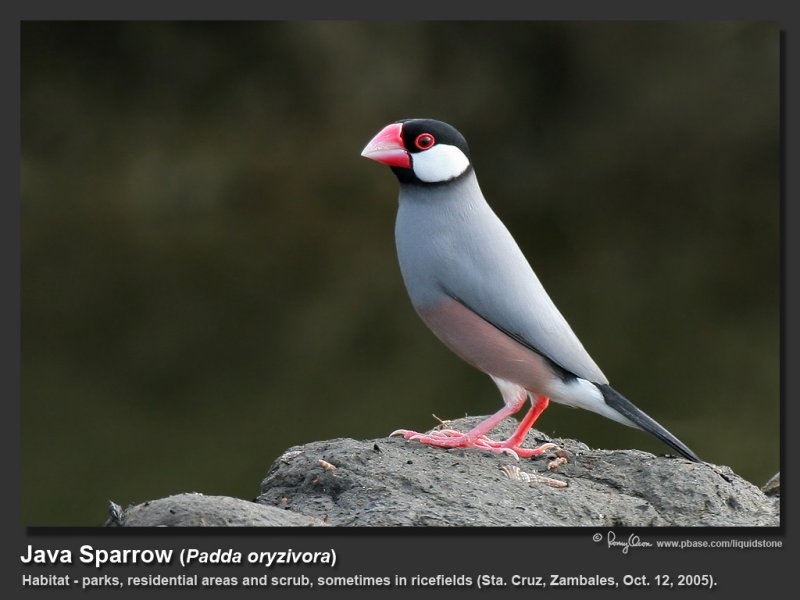 Java_Sparrow-IMG_6486.jpg