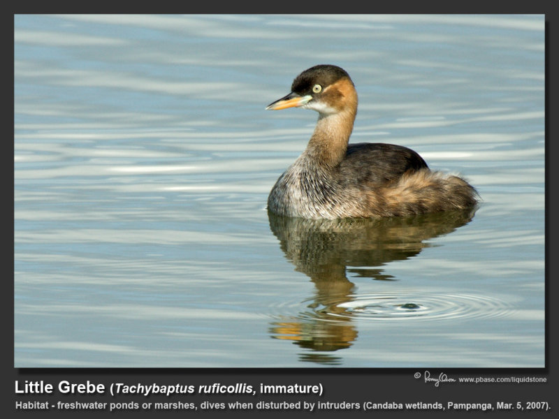 Little_Grebe-IMG_6016.jpg