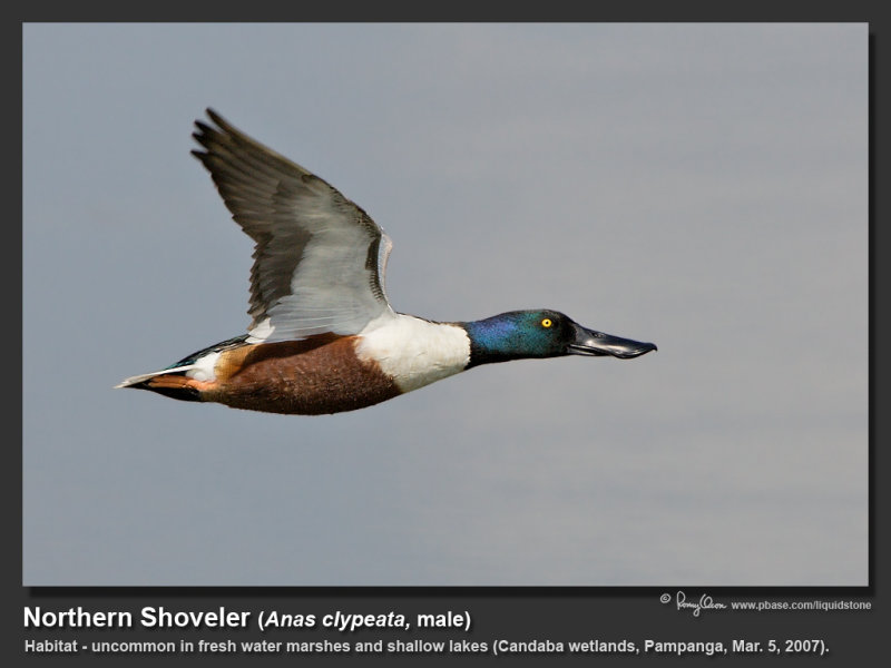Northern_Shoveler-KZ2L2997.jpg