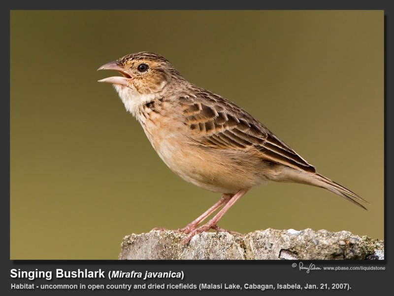 Singing_Bushlark-IMG_5322_1.jpg