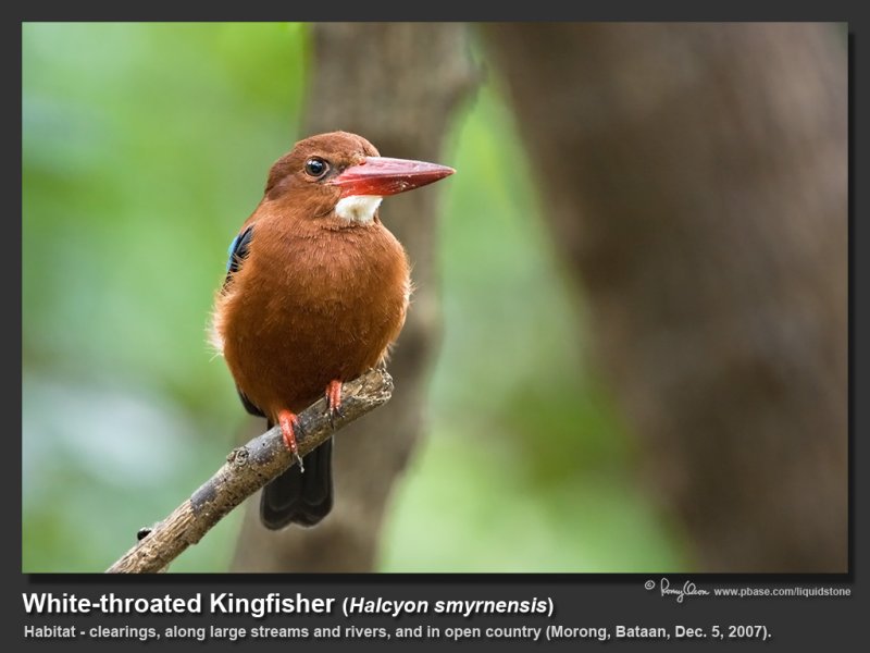 White-throated_Kingfisher-IMG_6576.jpg