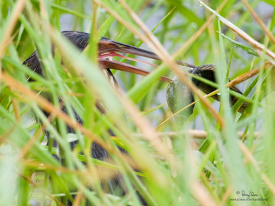Black Bittern

Scientific name - Dupetor flavicollis 

Habitat - Uncommon in wetlands from ricefields to mangroves.

[CANDABA WETLANDS, PAMPANGA, 40D+ 100-400 L IS, hand held]
