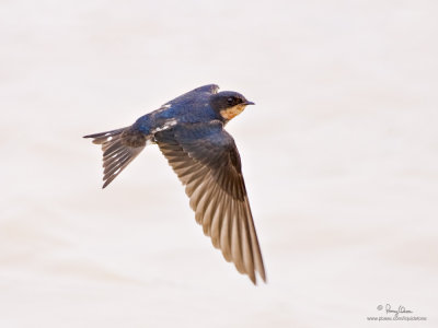 Barn Swallow 

Scientific name - Hirundo rustica 

Habitat - Coast to above the forest in high mountains. 

[CANDABA WETLANDS, PAMPANGA, 1DM2 + 500 f4 IS, Manfrotto 475B/3421 support]