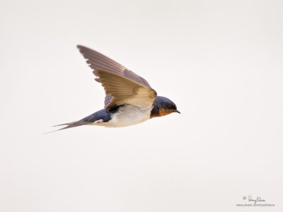 Barn Swallow 

Scientific name - Hirundo rustica 

Habitat - Coast to above the forest in high mountains. 

[CANDABA WETLANDS, PAMPANGA, 1DM2 + 500 f4 IS, Manfrotto 475B/3421 support]
