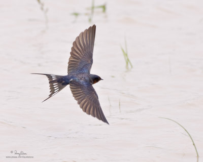 Barn Swallow 

Scientific name - Hirundo rustica 

Habitat - Coast to above the forest in high mountains. 

[CANDABA WETLANDS, PAMPANGA, 1DM2 + 500 f4 IS, Manfrotto 475B/3421 support] 

