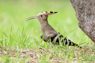 Hoopoe 

Scientific name - Upupa epops 

Habitat - Rare in the Philippines, found in open scrub, dry ricefields and park-like settings. 

[CAVITE, 1DM2 + 500 f4 L IS + Canon 1.4x TC, 475B tripod/ 3421 gimbal head] 
