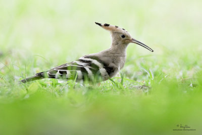 Hoopoe 

Scientific name - Upupa epops 

Habitat - Rare in the Philippines, found in open scrub, dry ricefields and park-like settings. 

[CAVITE, 1DM2 + 500 f4 L IS + Canon 1.4x TC, 475B tripod/ 3421 gimbal head] 

