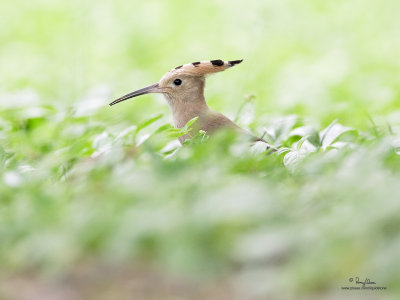 Hoopoe 

Scientific name - Upupa epops 

Habitat - Rare in the Philippines, found in open scrub, dry ricefields and park-like settings. 

[CAVITE, 1DM2 + 500 f4 L IS + Canon 1.4x TC + Sigma EF-500 DG Super at 1/64 manual power + Better Beamer, 475B tripod/ 3421 gimbal head] 


