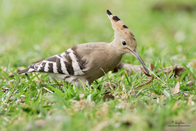Hoopoe 

Scientific name - Upupa epops 

Habitat - Rare in the Philippines, found in open scrub, dry ricefields and park-like settings. 

[CAVITE, 40D + 500 f4 L IS + Canon 1.4x TC, 475B tripod/ 3421 gimbal head] 
