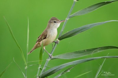 Clamorous Reed-Warbler 

Scientific name - Acrocephalus stentoreus 

Habitat - Uncommon, in tall grass, bamboo thickets in open country, and in reed beds where it sings from cover. 

[CANDABA WETLANDS, PAMPANGA, 5DM2 + 500 f4 IS + Canon 1.4x TC, bean bag, captured shortly after sunset]
