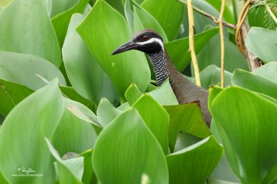 Barred Rail 

Scientific name: Gallirallus torquatus 

Habitat: Edges of wetlands, gardens and drier cogon grasslands. 

[CANDABA WETLANDS, 5DM2 + 500 f4 L IS + Canon 2x TC, manual focus, 475B tripod/516 video head]