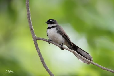 Pied Fantail 

Scientific name: Rhipidura javanica 

Habitat: Common in parks, residential areas, thickets and mangroves. 

[UP-DILIMAN, QUEZON CITY, 5D2 + 500 f4 IS + Canon 1.4x TC, 475B/3421 support, +1/3 EC in RAW conversion]