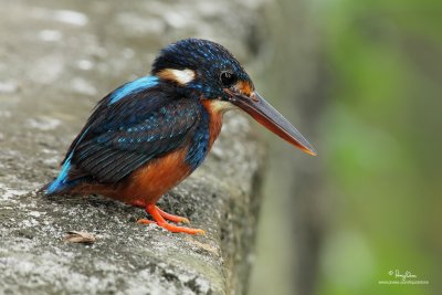 Indigo-banded Kingfisher 
(a Philippine endemic, female) 

Scientific name - Alcedo cyanopecta 

Habitat - Uncommon, restricted to clear fresh water streams up to at least 1500 m. 

[5D2 + Sigmonster (Sigma 300-800 DG) + Canon 2x TC, 475B/3421 support, uncropped full frame resized to 1200x800]
