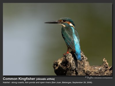 Common_Kingfisher-KZ2L0026-1024x768.jpg