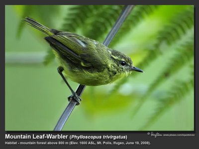 Mountain_Leaf-Warbler-IMG_8360.jpg