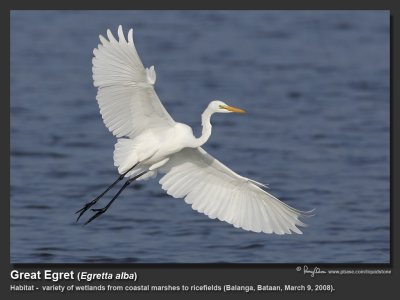 Great_Egret-KZ2L2256.jpg