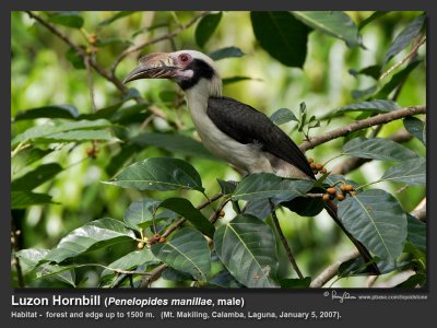 Luzon_Hornbill-IMG_4705.jpg