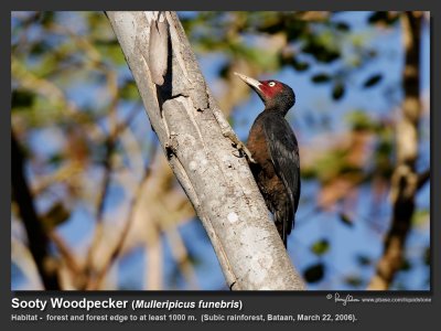 Sooty_Woodpecker-IMG_7894.jpg