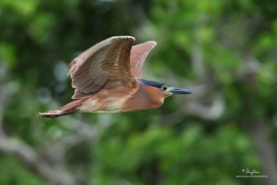 Rufous Night-Heron 

Scietific name - Nycticorax caledonicus 

Habitat - Marshes, rice paddies, mangroves. 

[PINAGBAYANAN, SAN JUAN, BATANGAS, 5DM2 + 500 f4 IS, 475B/3421 support] 
