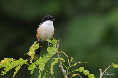 Long-tailed Shrike 

Scientific name - Lanius schach 

Habitat - Open country and scrub. 

[TARLAC ECO-TOURISM PARK, TARLAC PROVINCE, 5D2 + 500 f4 IS + 1.4x TC, bean bag] 