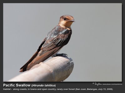 Pacific_Swallow-IMG_6932.jpg