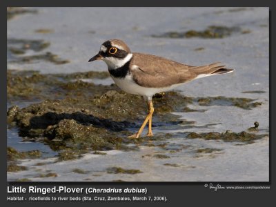 Little_Ringed-Plover-IMG_6727.jpg