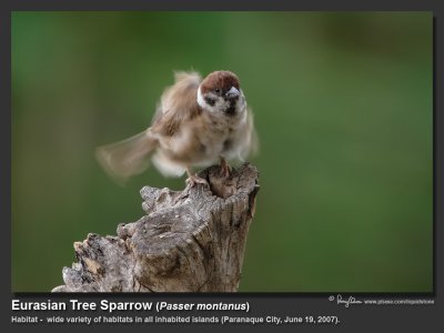 Eurasian_Tree_Sparrow-IMG_8450.jpg