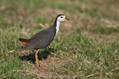 White-breasted Waterhen (Amaurornis phoenicurus, resident) 
ID Code - WBWH-IMG_9333
Available Sizes - 24x36, 20x30, 16x24, 12x18 and 8x12 

Habitat - Wetter areas - grasslands, marshes and mangroves
Shooting Info - Candaba wetlands, Pampanga, November 25, 2009, 5D2 + 500 f4 IS + Canon 1.4x TC, 700 mm, f/7.1, ISO 400, 1/1600 sec, 
bean bag, manual exposure in available light, 10.1 meters distance
