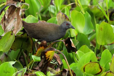 Plain Bush-Hen (Amaurornis olivaceus, a near Philippine endemic) 
ID Code - PBH-IMG_9818
Available Sizes - 24x36, 20x30, 16x24, 12x18 and 8x12 

Habitat - Drier grasslands and scrub
Shooting Info - Candaba wetlands, Pampanga, December 3, 2009, 5D2 + 400 2.8 IS + Canon 2x TC, 800 mm, f/8, ISO 640, 1/160 sec, 
bean bag, near full frame, manual exposure in available light, 13.1 meters shooting distance
