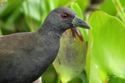 Plain Bush-Hen (Amaurornis olivaceus, a near Philippine endemic) 

Habitat - Drier grasslands and scrub
Shooting Info - Candaba wetlands, Pampanga, December 3, 2009, 5D2 + 400 2.8 IS + Canon 2x TC, 800 mm, f/8, ISO 640, 1/320sec, 
bean bag, manual exposure in available light, 13.1 meters shooting distance, + 1 stop EC in RAW conversion
