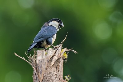 Philippine Falconet 
(a Philippine endemic) 

Scientific name - Microhierax erythrogenys erythrogenys 

Habitat - Open forest and edge. 

[Subic rainforest, Bataan Province, 20D + Sigmonster (Sigma 300-800 DG), 475B/3421 support]
