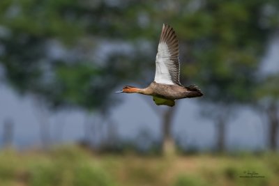 Philippine Duck (Anas luzonica, a Philippine endemic) 

Habitat - Freshwater marshes, shallow lakes and ricefields. 

Shooting Info - Candaba wetlands, Pampanga, December 22, 2009, 7D + 500 f4 IS, f/5.6, ISO 400,
1/2000 sec, 475B/3421 support, manual exposure in available light, 45.7 meters distance 
