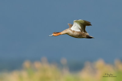 Philippine Duck (Anas luzonica, a Philippine endemic) 

Habitat - Freshwater marshes, shallow lakes and ricefields. 

Shooting Info - Candaba wetlands, Pampanga, December 22, 2009, 7D + 500 f4 IS, f/5.6, ISO 320, 
1/2000 sec, 475B/3421 support, manual exposure in available light, 79.9 meters distance 
