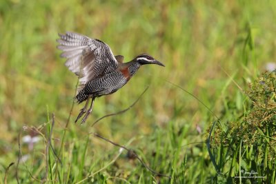 Barred Rail in flight