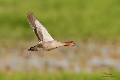 Philippine Duck (Anas luzonica, a Philippine endemic) 

Habitat - Freshwater marshes, shallow lakes and ricefields. 

Shooting Info - Candaba wetlands, Pampanga, January 13, 2010, 7D + 500 f4 IS, f/5.0, ISO 400, 
1/1600 sec, 475B/3421 support, manual exposure in available light