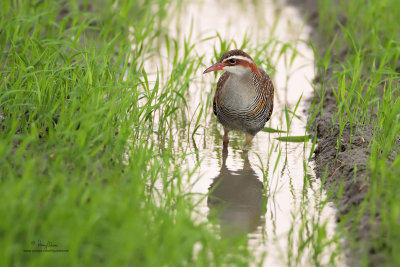 Buff-banded Rail (Gallirallus philippensis philippensis, endemic race) 

Habitat - Marshes, ricefields and open grasslands. 

Shooting Info - Candaba wetlands, Pampanga, January 13, 2010, 7D + 500 f4 IS, 
500 mm, f/4, ISO 1600, 1/60 sec, Plain Tina bean bag, captured shortly after sunset, manual exposure in available light