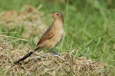 Lesser Coucal (Centropus bengalensis philippinensis, endemic race, immature) 

Habitat - Grassland and open country. 

Shooting Info - Candaba wetlands, Pampanga, January 14, 2010, 7D + 500 f4 IS + Canon 1.4x TC, 
700 mm, f/7.1, ISO 200, 1/640 sec, Plain Tina bean bag, manual exposure in available light