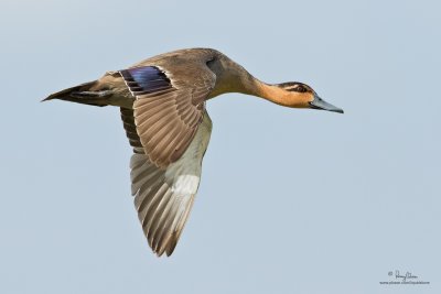 Philippine Duck (Anas luzonica, a Philippine endemic) 

Habitat - Freshwater marshes, shallow lakes and ricefields. 

Shooting Info - Candaba wetlands, Pampanga, January 14, 2010, 7D + 400 2.8 IS + Canon 1.4x TC,
560 mm, f/5.6, ISO 400, 1/2000 sec, 475B/3421 support, manual exposure in available light.
