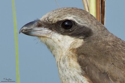 Brown Shrike (Lanius cristatus, migrant, female) 

Habitat - Common in all habitats at all elevations. 

Shooting Info - Candaba wetlands, Pampanga, January 14, 2010, 7D + 500 f4 IS + Canon 1.4x TC, 
700 mm, f/7.1, ISO 200, 1/400 sec, Plain Tina bean bag, manual exposure in available light, processed 100% crop.