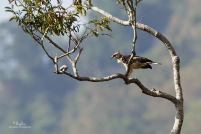 Philippine Hawk-Eagle (Spizaetus philippensis, a Philippine endemic, immature)

Habitat - Uncommon in forest from the lowlands to over 1900 m.  
 
Shooting Info - Elev. 975 m ASL, Bessang Pass, Cervantes, Ilocos Sur, January 28, 2010, 7D + 500 f4 IS + Canon 1.4x TC, 
700 mm, f/7.1, ISO 200, 1/400 sec, bean bag, manual exposure in available light