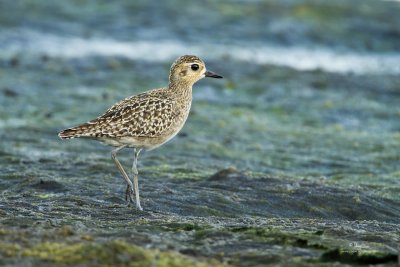 Asian Golden-Plover (Pluvialis fulva, migrant) 
ID Code - AGP-IMG_2064
Available Sizes - 24x36, 20x30, 16x24, 12x18 and 8x12

Habitat - Common from coastal exposed mud and coral flats, beaches to ricefields. 
Shooting Info - San Juan, Batangas, February 11, 2010, 7D + 400 2.8 IS + Canon 2x TC, 
800 mm, f/5.6, ISO 800, 1/250 sec, bean bag, manual exposure in available light, near full frame, 16.0 m distance . 
