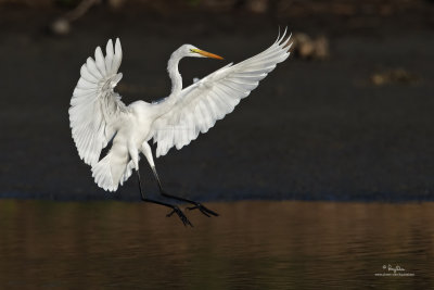 Intermediate Egret (Egretta intermedia, migrant) 

Habitat - Fresh water marshes, ricefields and tidal flats. 

Shooting info -  San Juan, Batangas, February 12, 2010, 7D + 400 2.8 L IS + Canon 1.4x TC, 
560 mm, f/5.0, ISO 320, 1/3200 sec, 475B/3421 support, 49.7 m distance. 
