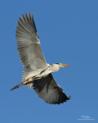 Grey Heron (Ardea cinerea, migrant) 

Habitat - Uncommon in wetlands. 

Shooting info - San Juan, Batangas, February 12, 2010, 7D + 400 2.8 IS + Canon 1.4x TC, 475B/3421 support, 
560 mm, f/5.6, ISO 250, 1/2000 sec, manual exposure in available light, major crop, 49.7 m distance. 
