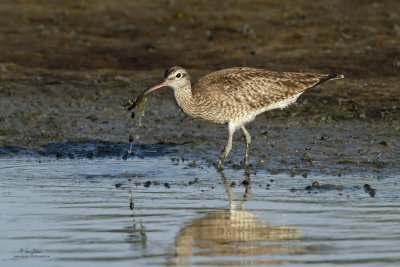 Whimbrel (Numenius phaeopus, migrant) 

Habitat - Along the coast in grassy marshes, mud and on exposed coral flats, beaches and sometimes in ricefields. 

Shooting Info - San Juan, Batangas, February 11, 2010, 7D + 400 2.8 IS + Canon 2x TC, 
800 mm, f/8, ISO 320, 1/500 sec, bean bag, manual exposure in available light, 28.7 m distance. 


